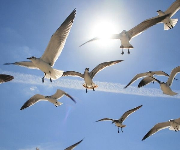 Pássaros: significado na espiritualidade e simbologia - Dicionário de  Símbolos