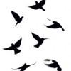 Pássaros: significado na espiritualidade e simbologia