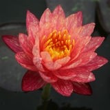 Flor De Lotus