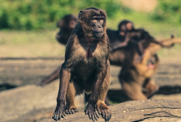 O Macaco E Seus Significados