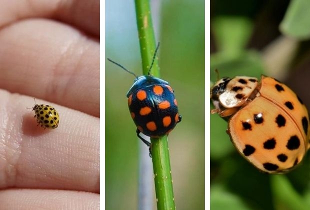 O Que Significa Quando uma Joaninha Pousa em Você? Sorte e Mais