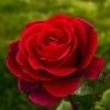 Significado de Rosas Vermelhas