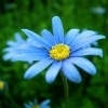 Significado das Flores Azuis