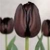 Significado de Tulipa Negra