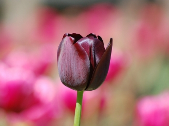 Significado De Tulipa Negra