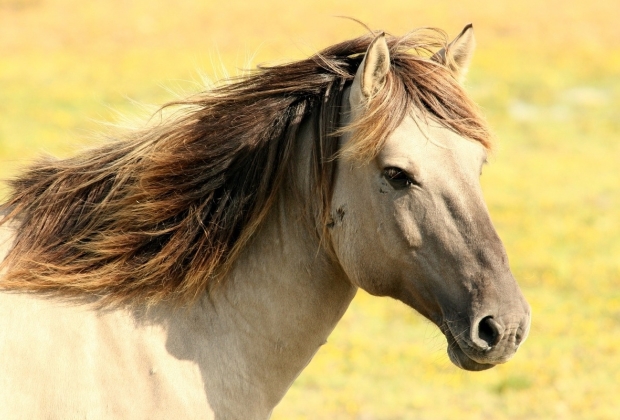 Cavalo de pônei linha arte desenho, cavalo, cavalo, animais, égua